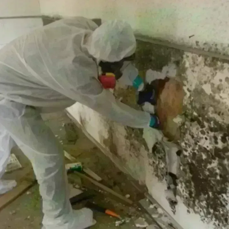 Mold Remediation and Removal in Isabella County, MI